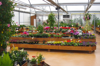 PEPINIERISTE HORTICULTURE EARL Bourgeais