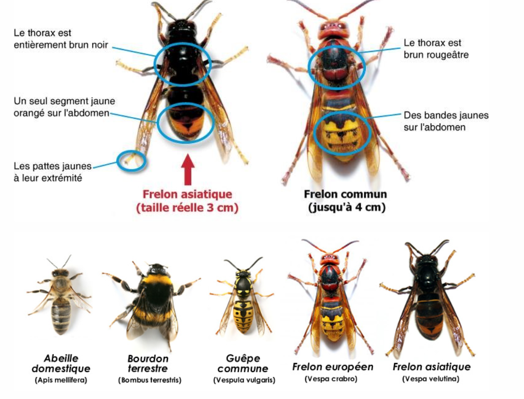 frelon asiatique